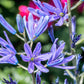 20 Blue LARGE CAMAS Camassia Leichtlinii Quamasia Great Camass Native Flower Seeds