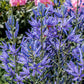 20 Blue LARGE CAMAS Camassia Leichtlinii Quamasia Great Camass Native Flower Seeds