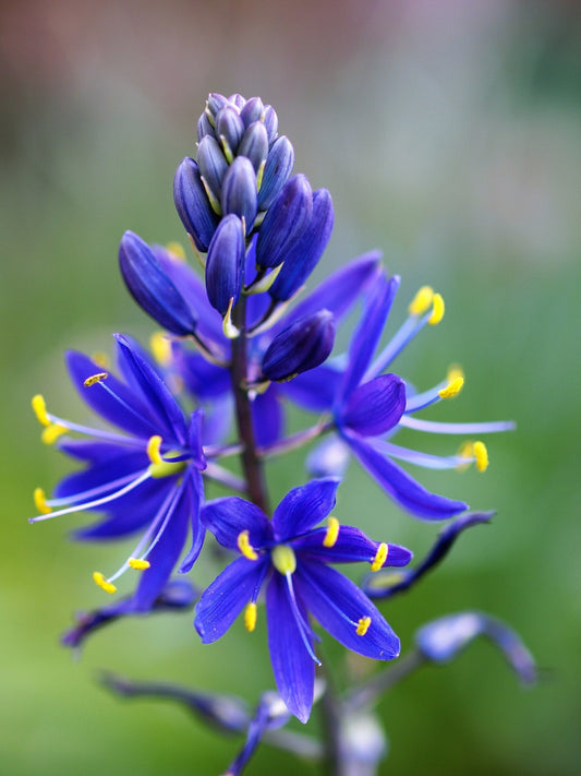 20 Blue LARGE CAMAS Camassia Leichtlinii Quamasia Great Camass Native Flower Seeds