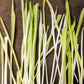50 VARIEGATED CAT GRASS White & Green Pet Grass Catgrass Triticum Aestivum Barley Seeds