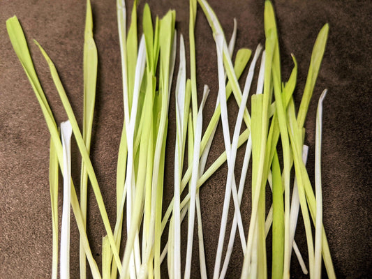 50 VARIEGATED CAT GRASS White & Green Pet Grass Catgrass Triticum Aestivum Barley Seeds