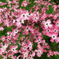 5 PINK FLOWERING DOGWOOD Tree Cornus Florida Rubra Native Ornamental Tree Seeds