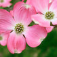 5 PINK FLOWERING DOGWOOD Tree Cornus Florida Rubra Native Ornamental Tree Seeds