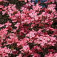 5 PINK FLOWERING DOGWOOD Tree Cornus Florida Rubra Native Ornamental Tree Seeds