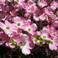 5 PINK FLOWERING DOGWOOD Tree Cornus Florida Rubra Native Ornamental Tree Seeds