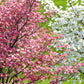 5 PINK FLOWERING DOGWOOD Tree Cornus Florida Rubra Native Ornamental Tree Seeds