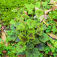 20 FILIGRAN FOAMFLOWER White & Pink Tiarella Polyphylla Laceflower Shade Flower Seeds