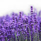 300 ITALIAN LAVENDER Lavandula Angustifolia Lavender Blue Purple Fragrant Flower Herb Seeds