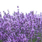 300 ITALIAN LAVENDER Lavandula Angustifolia Lavender Blue Purple Fragrant Flower Herb Seeds