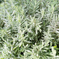 200 MUNSTEAD LAVENDER Blue English Lavandula Angustifolia Munstead Fragrant Purple Flower Herb Seeds