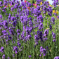 200 MUNSTEAD LAVENDER Blue English Lavandula Angustifolia Munstead Fragrant Purple Flower Herb Seeds