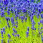 200 MUNSTEAD LAVENDER Blue English Lavandula Angustifolia Munstead Fragrant Purple Flower Herb Seeds