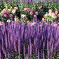 200 MUNSTEAD LAVENDER Blue English Lavandula Angustifolia Munstead Fragrant Purple Flower Herb Seeds