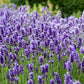 20 DWARF MUNSTEAD LAVENDER Blue English Lavandula Angustifolia Munstead Purple Fragrant Flower Herb Seeds