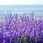 20 DWARF MUNSTEAD LAVENDER Blue English Lavandula Angustifolia Munstead Purple Fragrant Flower Herb Seeds