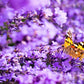 20 DWARF MUNSTEAD LAVENDER Blue English Lavandula Angustifolia Munstead Purple Fragrant Flower Herb Seeds