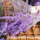 20 DWARF MUNSTEAD LAVENDER Blue English Lavandula Angustifolia Munstead Purple Fragrant Flower Herb Seeds