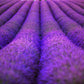 20 DWARF MUNSTEAD LAVENDER Blue English Lavandula Angustifolia Munstead Purple Fragrant Flower Herb Seeds