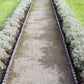 20 DWARF MUNSTEAD LAVENDER Blue English Lavandula Angustifolia Munstead Purple Fragrant Flower Herb Seeds