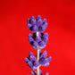 150 Portuguese SPIKE LAVENDER Lavandula Latifolia syn. Spica Broadleaved Fragrant Blue Purple Flower Herb Seeds