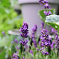150 Portuguese SPIKE LAVENDER Lavandula Latifolia syn. Spica Broadleaved Fragrant Blue Purple Flower Herb Seeds