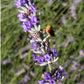 150 Portuguese SPIKE LAVENDER Lavandula Latifolia syn. Spica Broadleaved Fragrant Blue Purple Flower Herb Seeds