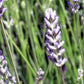 150 Portuguese SPIKE LAVENDER Lavandula Latifolia syn. Spica Broadleaved Fragrant Blue Purple Flower Herb Seeds