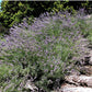 150 Portuguese SPIKE LAVENDER Lavandula Latifolia syn. Spica Broadleaved Fragrant Blue Purple Flower Herb Seeds
