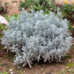 150 Portuguese SPIKE LAVENDER Lavandula Latifolia syn. Spica Broadleaved Fragrant Blue Purple Flower Herb Seeds