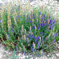 150 Portuguese SPIKE LAVENDER Lavandula Latifolia syn. Spica Broadleaved Fragrant Blue Purple Flower Herb Seeds