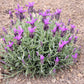 100 FRENCH LAVENDER aka Butterfly Lavender, Spanish, Topped Lavandula Stoechas Fragrant Blue Purple Flower Herb Seeds