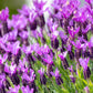 100 FRENCH LAVENDER aka Butterfly Lavender, Spanish, Topped Lavandula Stoechas Fragrant Blue Purple Flower Herb Seeds