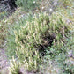 20 YELLOW LAVENDER Lavandula Viridis aka Canary Island, Green, White, Spanish, Portuguese, Madeira, Lemon Fragrant Flower Herb Seeds