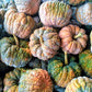 20 BLACK FUTSU SQUASH Multicolored Wrinkly Skin Gold Flesh Japanese Heirloom Pumpkin Ornamental Edible Cucurbita Moschata Vegetable Seeds