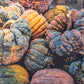 20 BLACK FUTSU SQUASH Multicolored Wrinkly Skin Gold Flesh Japanese Heirloom Pumpkin Ornamental Edible Cucurbita Moschata Vegetable Seeds