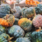20 BLACK FUTSU SQUASH Multicolored Wrinkly Skin Gold Flesh Japanese Heirloom Pumpkin Ornamental Edible Cucurbita Moschata Vegetable Seeds