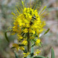 30 YELLOW BEEPLANT Cleome Lutea Golden Bee Plant Spiderflower Native Flower Seeds