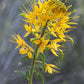 30 YELLOW BEEPLANT Cleome Lutea Golden Bee Plant Spiderflower Native Flower Seeds