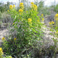 30 YELLOW BEEPLANT Cleome Lutea Golden Bee Plant Spiderflower Native Flower Seeds