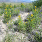 30 YELLOW BEEPLANT Cleome Lutea Golden Bee Plant Spiderflower Native Flower Seeds