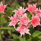 100 TWINKLE DWARF PHLOX Drummondii Cuspidata var. Stellaris Star Mix Two Tone Mixed Colors Pink Purple Red White Flower Seeds