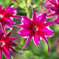 100 TWINKLE DWARF PHLOX Drummondii Cuspidata var. Stellaris Star Mix Two Tone Mixed Colors Pink Purple Red White Flower Seeds