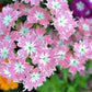 100 TWINKLE DWARF PHLOX Drummondii Cuspidata var. Stellaris Star Mix Two Tone Mixed Colors Pink Purple Red White Flower Seeds