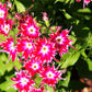 100 TWINKLE DWARF PHLOX Drummondii Cuspidata var. Stellaris Star Mix Two Tone Mixed Colors Pink Purple Red White Flower Seeds