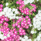 100 TWINKLE DWARF PHLOX Drummondii Cuspidata var. Stellaris Star Mix Two Tone Mixed Colors Pink Purple Red White Flower Seeds