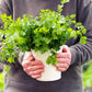 25 Organic DWARF LEMON CILANTRO Coriander Spice Coriandrum Sativum Fragrant Herb Seeds