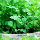 25 Organic DWARF LEMON CILANTRO Coriander Spice Coriandrum Sativum Fragrant Herb Seeds