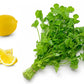 25 Organic DWARF LEMON CILANTRO Coriander Spice Coriandrum Sativum Fragrant Herb Seeds