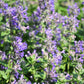 20 CALAMINT Lesser Calamintha Nepeta Officinalis Fragrant Herb White - Lilac Flower Seeds