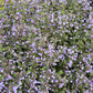 20 CALAMINT Lesser Calamintha Nepeta Officinalis Fragrant Herb White - Lilac Flower Seeds